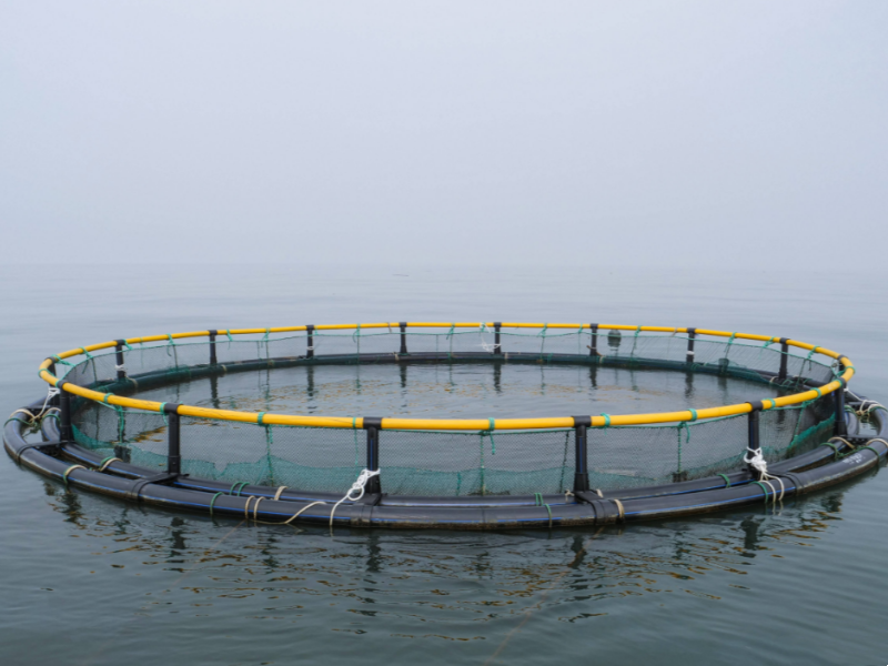 Comparison of Deep-Sea And Shallow-Sea Cage Aquaculture Effects