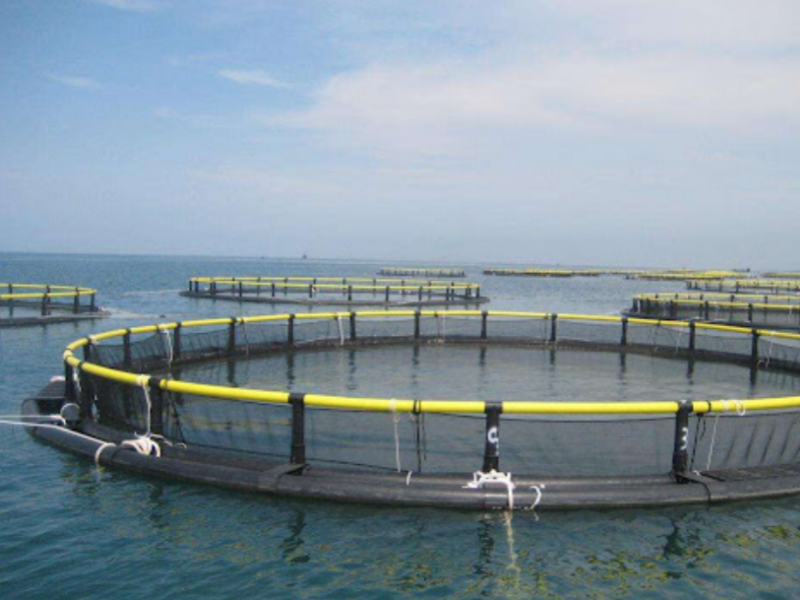 Five Methods To Increase Deep-Sea Cage Aquaculture Yields