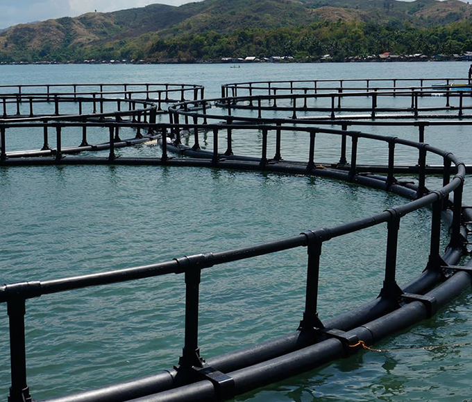 large scale ocean fish farming