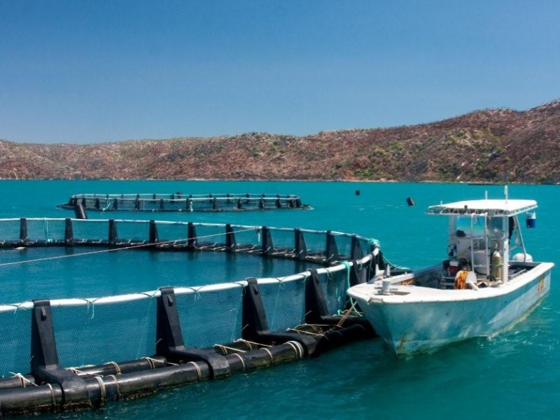 How Can Deep-Sea Cage Farming Improve Salmon Farming Efficiency?