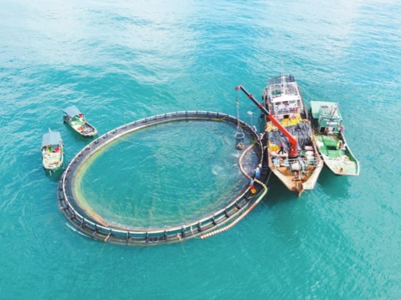 Application of Deep-Sea Cages in Marine Aquaculture