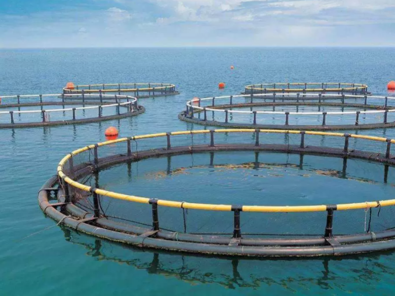 Five Tips To Improve Deep-Sea Cage Aquaculture Efficiency